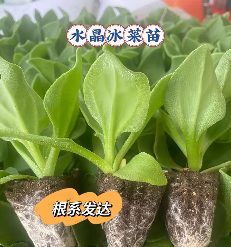 蔬菜种子发芽时间详解（掌握种子发芽的关键，提高种植成功率）