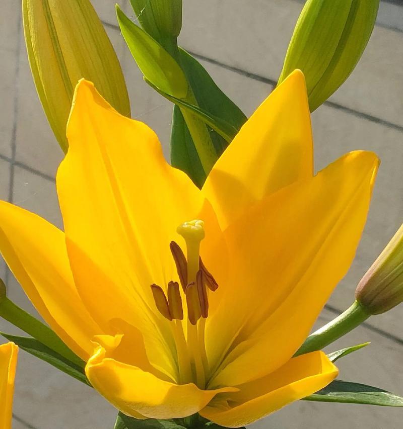 百合花不仅一年一种（探究百合花的多样性）