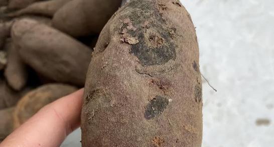 排名最好吃的红薯品种推荐（品尝口感、烹饪多样、产地丰富）