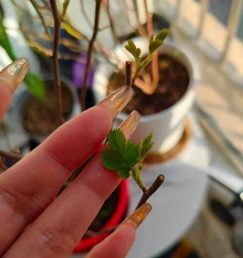 蓝莓树叶子发蔫原因及补救方法（保护蓝莓树健康成长，从叶子出发！）
