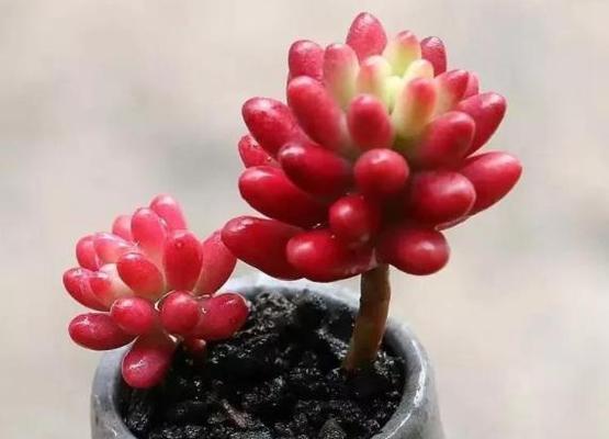 如何养护多肉虹之玉？（多肉虹之玉的特点及养护技巧）