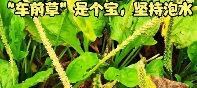 车前草种植时间的选择（如何确定适宜的种植时间）