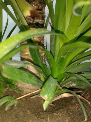龙血树根烂了怎么办？——教你拯救濒危植物（龙血树的救治、病因分析和预防措施）