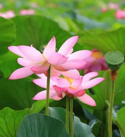 属鸡如何通过养植物来旺财（15种植物助你财源滚滚，属鸡必看！）
