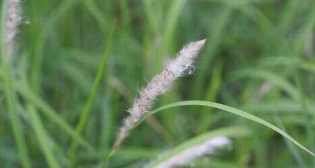 茅根是什么植物的根？（探秘茅根的来历、种类和功效）