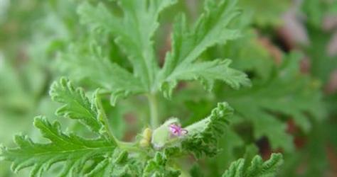 驱蚊草可扦插吗？（从种植到养护，全面解析驱蚊草的扦插方法）