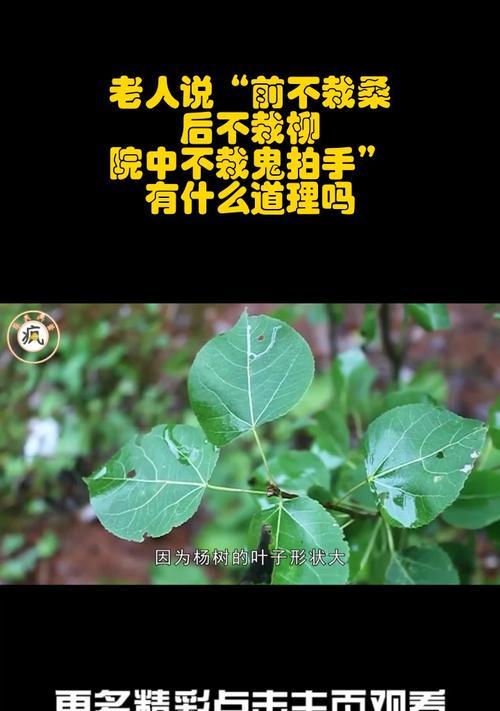 鬼拍手，探秘古老树木的神秘力量（古老树木的细节揭示出神秘力量，鬼拍手背后的传说与真相）