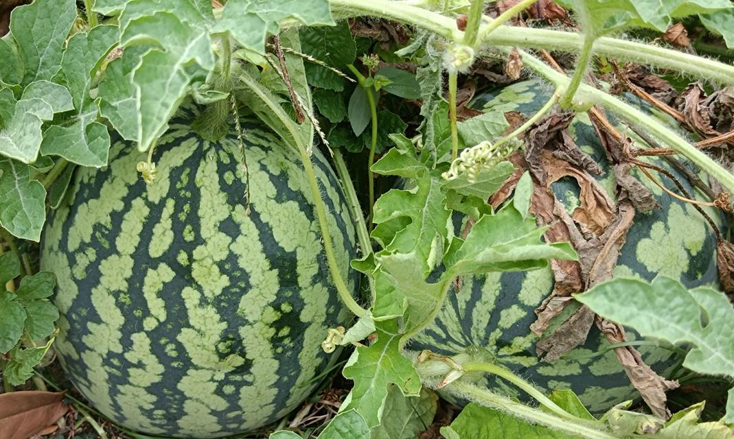 西瓜的开花结果过程（了解西瓜生长过程，从开花到结果，精彩无比）