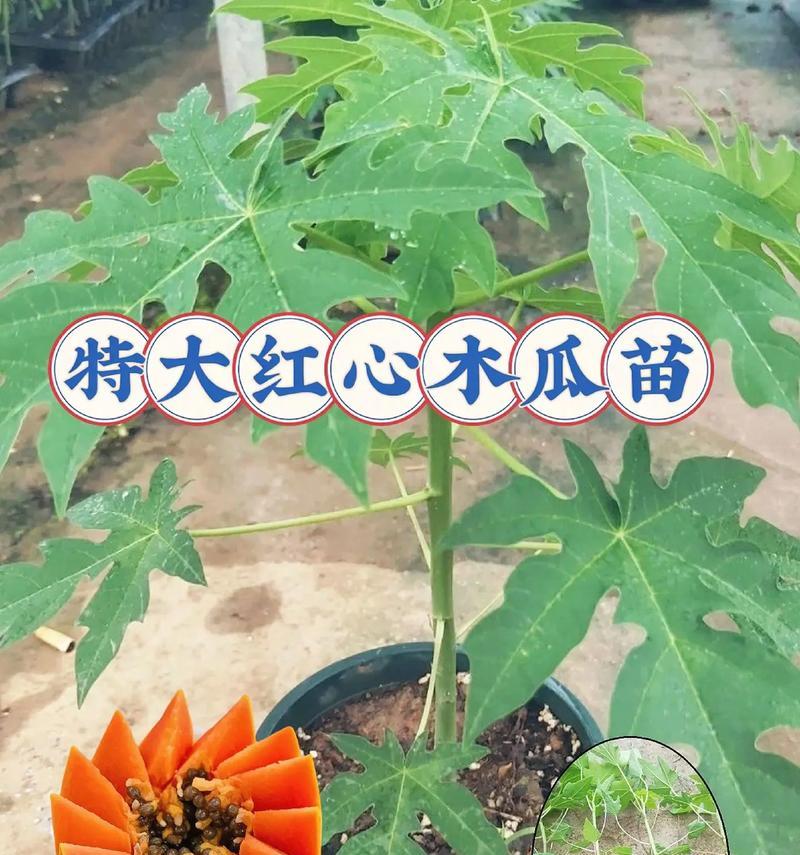 家庭种植木瓜树的好处（轻松享受健康美味，让家里变成花园）