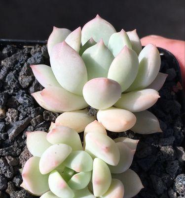 格林多肉养护秘籍（让你的多肉状态超群，轻松打造绿色家居）