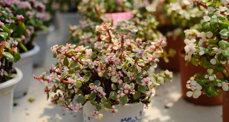 雅乐之舞四季开花，韵律动人（探寻雅乐之舞在不同季节的艺术魅力）