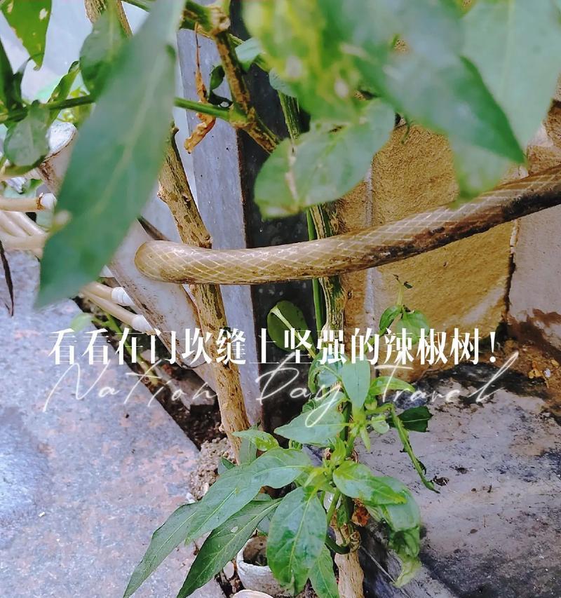 辣椒的生长环境及生长地方条件（辣椒所需环境要素和栽培技巧）