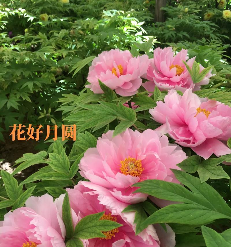 如何养护洛阳牡丹（让您的牡丹开出艳丽之花）