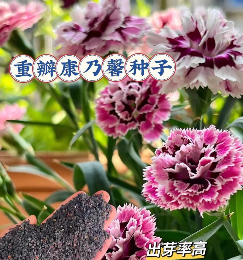 康乃馨园林种植的方法和技巧（让你的院子变成香气四溢的花园）