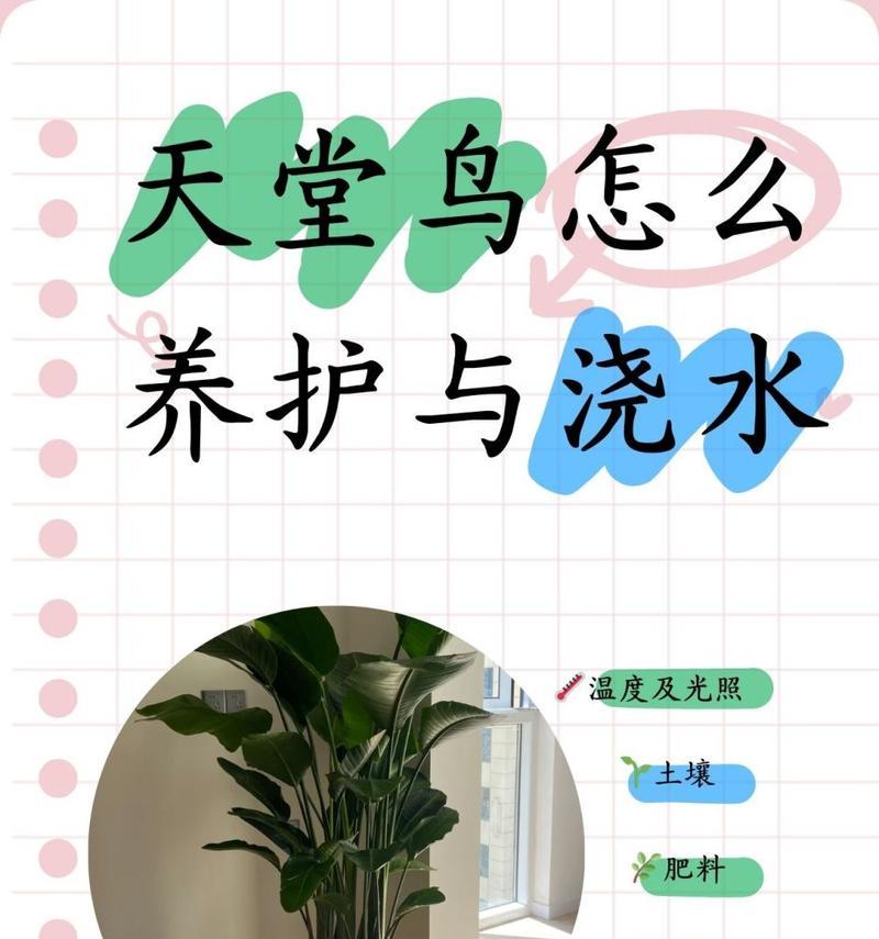 鹤望兰水浇多了的应对方法（避免过度浇水，让鹤望兰健康成长）