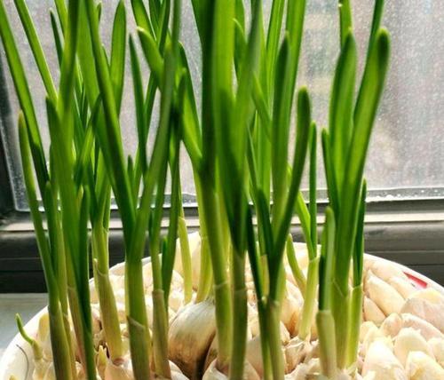 阳台种植蒜苗的时间和方法（春季阳台蒜苗种植技巧，让你轻松种出香辣美味）