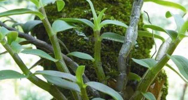 铁皮石斛的种植技巧（如何轻松养活这种名贵植物）