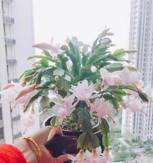 蟹爪兰的生长习性（为什么蟹爪兰怕晒太阳？）