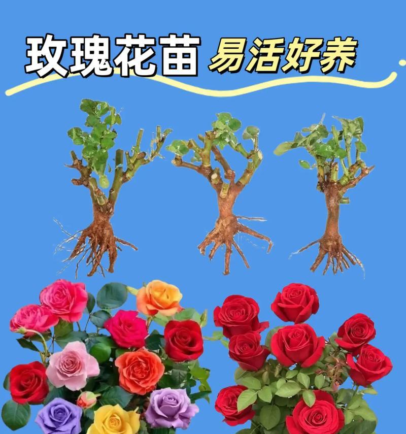 如何养护长时间美丽的红玫瑰（从选购、浇水到施肥，教你养出鲜艳美丽的玫瑰花）