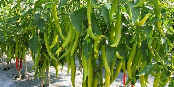 白花菜种植全攻略（种植时间、方法及注意事项）