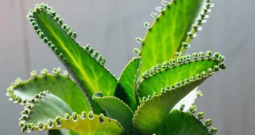 落地生根的植物奥秘（探秘落地生根植物的科学原理和生长习性）