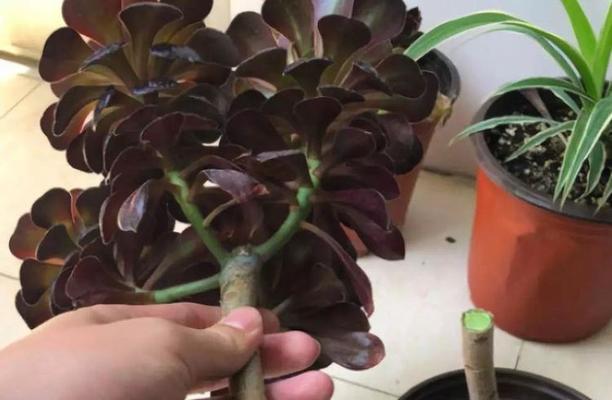法师也会叶插繁殖？详细了解一下吧！（法师叶插繁殖的方法与注意事项）