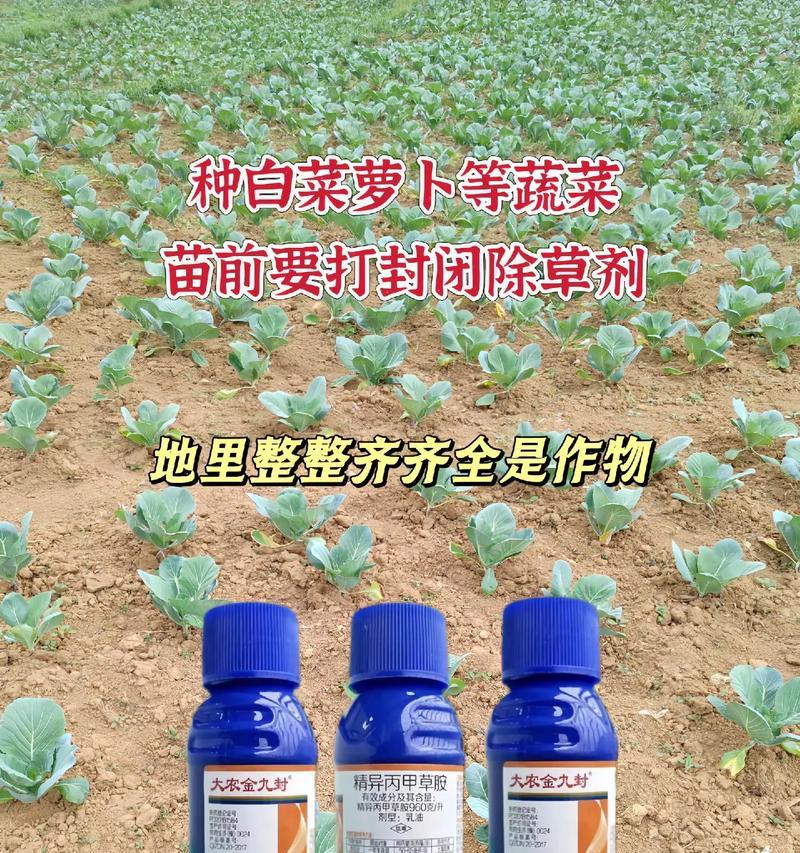 马齿苋播种时间合适的关键（种植马齿苋的技巧与方法）