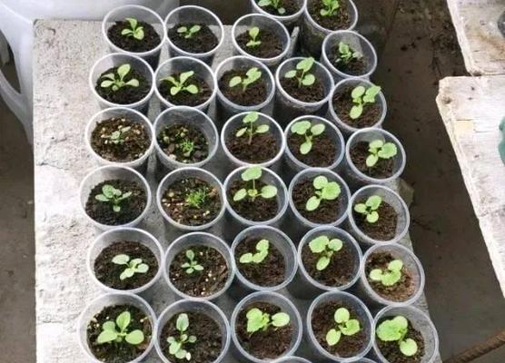 天竺葵繁殖方法与注意事项（轻松掌握家居繁殖技巧，让你的天竺葵茂盛生长）