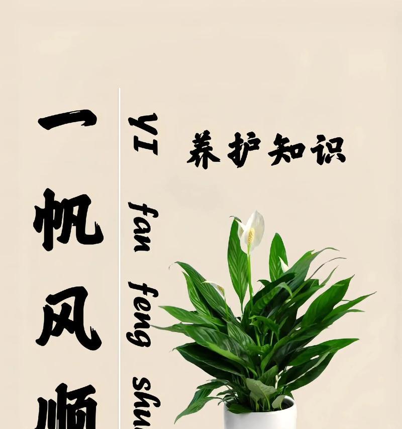 一帆风顺花的阳光秘密（揭开一帆风顺花晒太阳的秘密，让你的花园更加绚烂多彩）