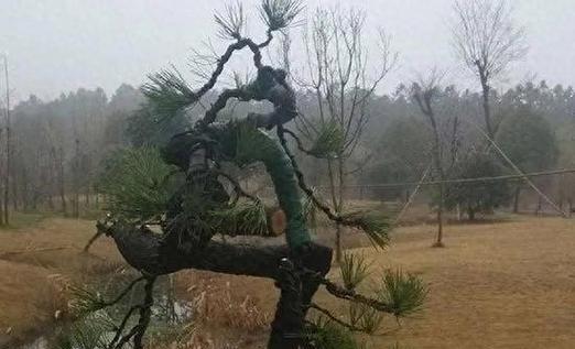松树养殖指南（从选种到管理，全面了解松树的养殖方法与注意事项）