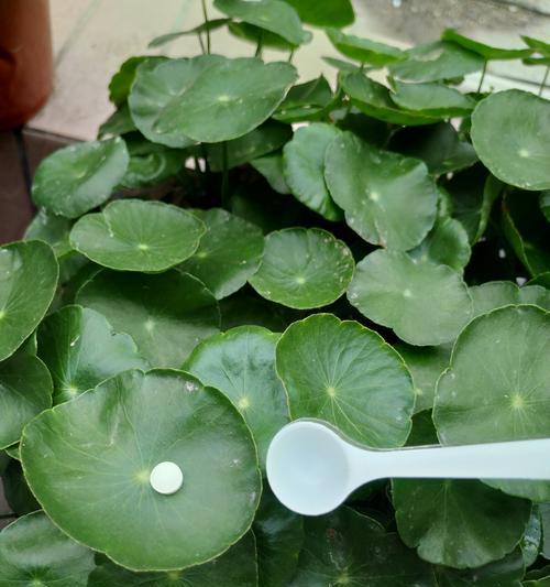 生根粉的神奇用途（浇花也能用？！生根粉的惊人效果）