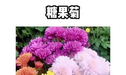 菊花的花期及观赏技巧（探究菊花的花期，学习观赏技巧，打造秋日美景）
