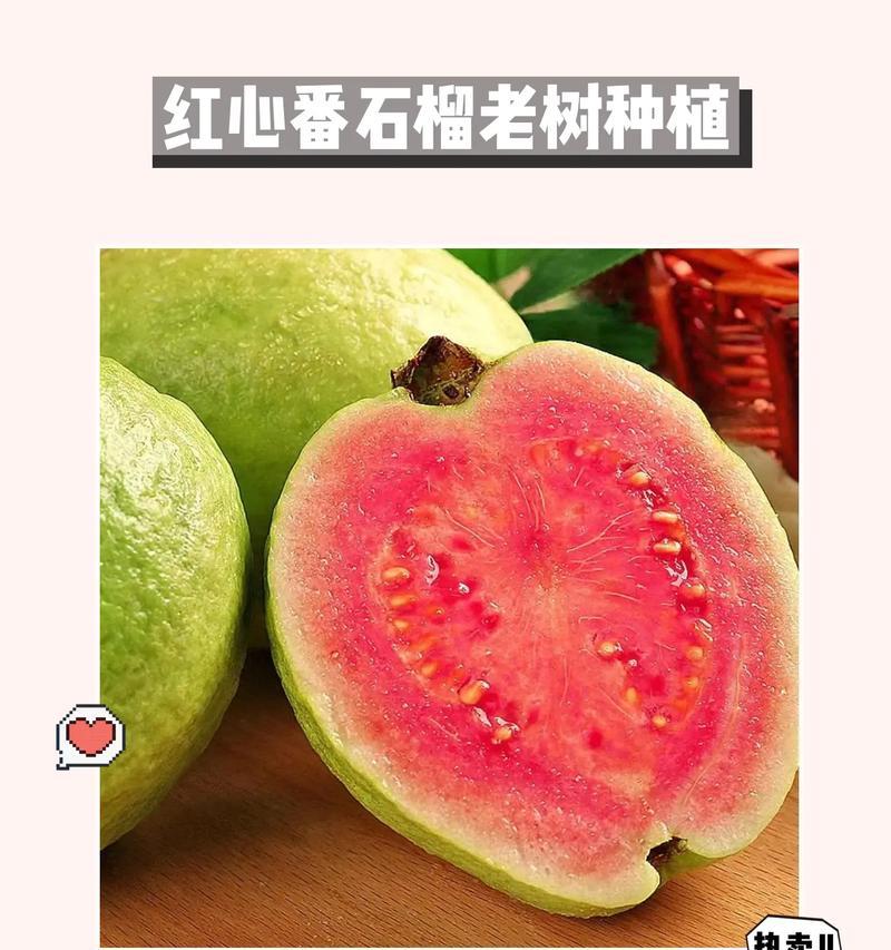 红心番石榴种植条件及适合种植的地区（了解这些，让你成为红心番石榴种植的专家！）