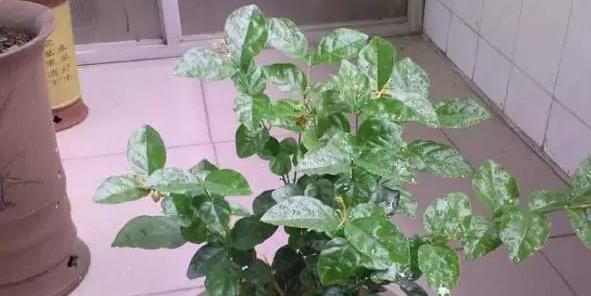 菊花不开花的原因（探究菊花开花的生理过程及常见问题）