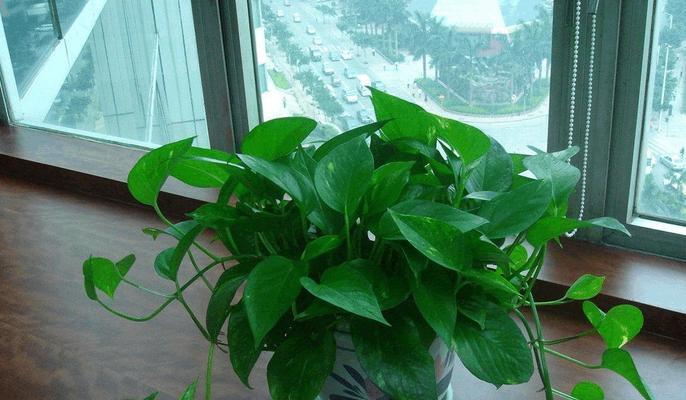 办公桌植物推荐（提高效率、净化空气、缓解压力，这些植物最适合放在老板办公桌上）