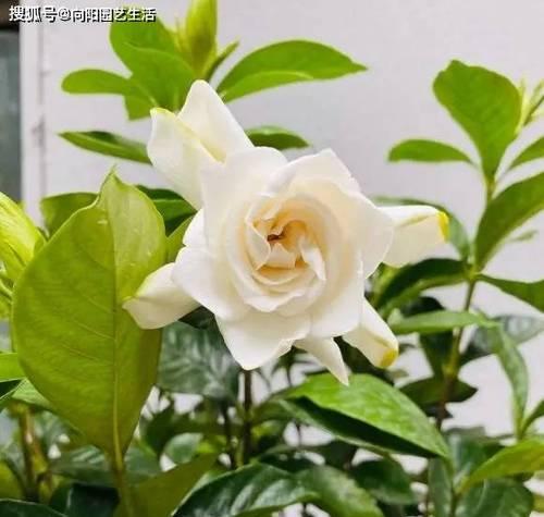 家里也能种栀子花！（如何在家中栽种栀子花，打造别致庭院）