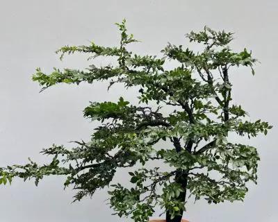 黑骨茶开花的奇妙之旅（探秘黑骨茶开花的神秘过程，解锁大自然的奥秘）