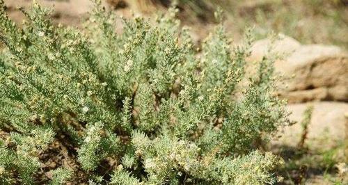 坡垒是裸子植物，你知道吗？（探究坡垒的生长特点与分类）