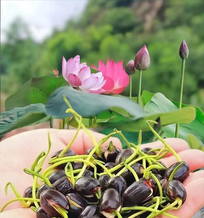 如何科学配土种植碗莲（碗莲种植的土壤选择、土壤配方设计及管理）