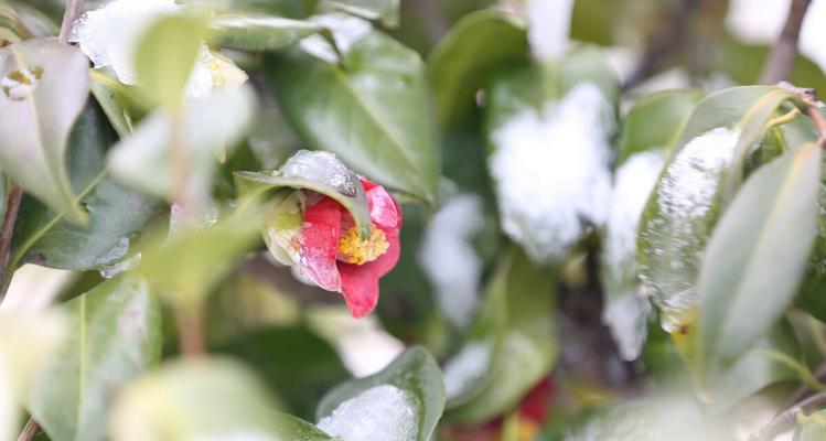 山东冬季适宜种植的花卉（打造温馨冬日花园，让生活更加美好）