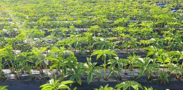 淮山种植条件——打造适宜生长环境（如何为淮山提供最佳生长条件）