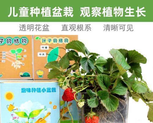 探究凤仙花种子的发芽时间（影响凤仙花种子发芽时间的因素分析）
