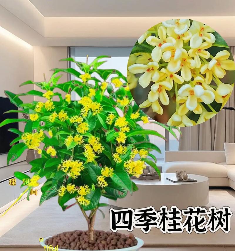 四季桂花的花期及开花时间（了解四季桂花的开花规律，让你迎接四季飘香）