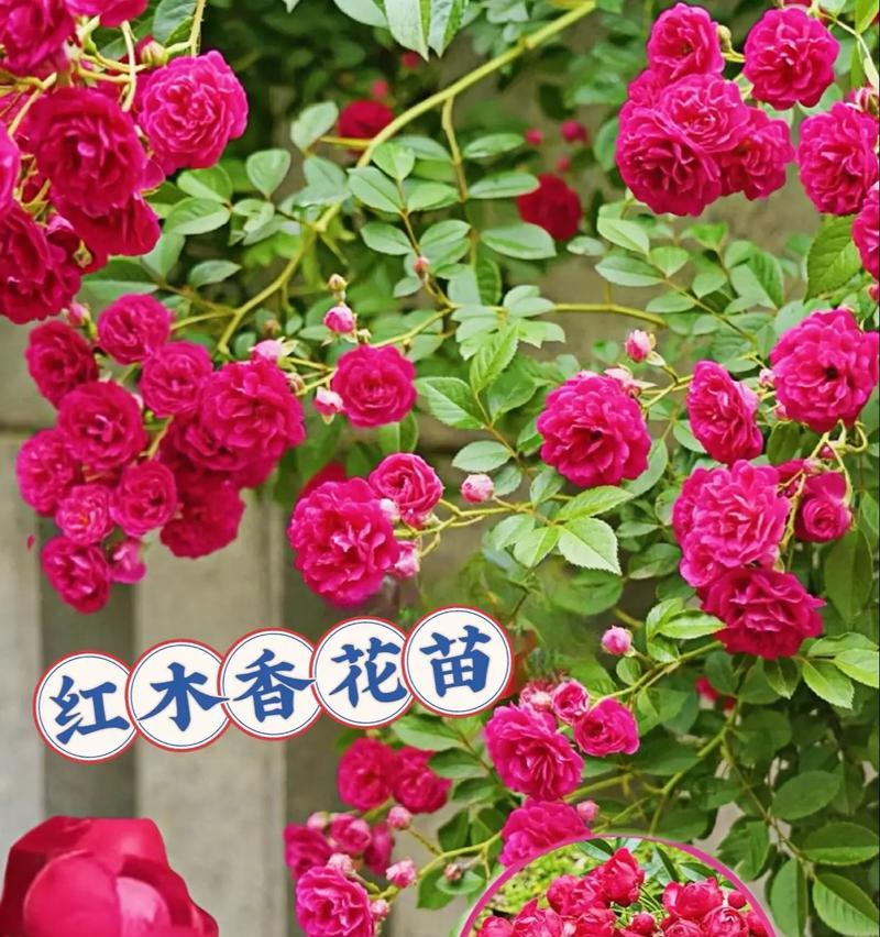 红木家具的养护知识（红木香怕晒吗？怕阳光晒吗？如何保护红木家具？）