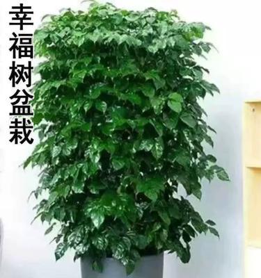 平安之草——代表平安的植物大全（从古至今，这些植物一直是平安的象征，你了解几个？）