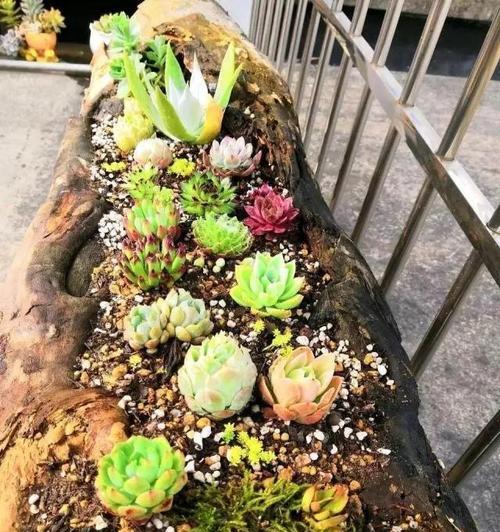 多肉植物生长的最佳场所（打造健康多肉，从选址开始）