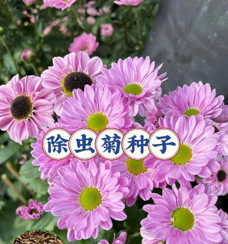 家里能种菊花吗？（从品种选择到栽培技巧，教你在家养护好菊花！）