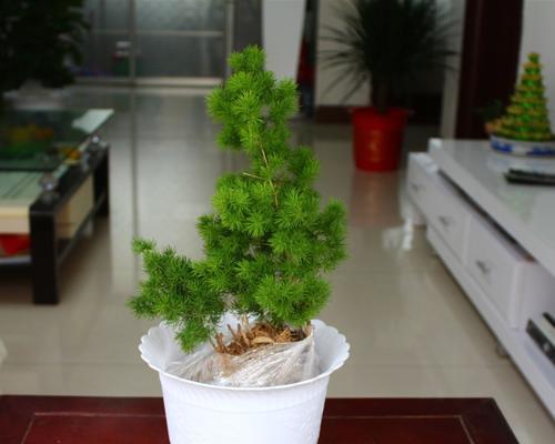 蓬莱松的盆栽技巧（打造优美盆景的关键）