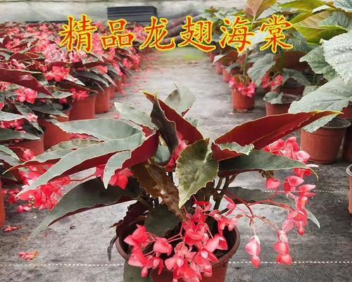 龙翅海棠修剪与造型方法详解（打造美丽庭院的必备技能）