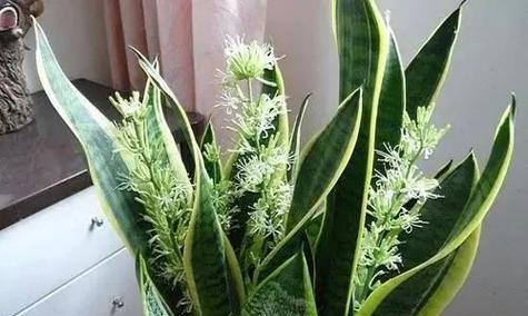 虎皮兰的养护，阿司匹林有奇效（阿司匹林能帮助虎皮兰增长健康）